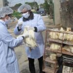 Ministry urges precautionary measures to control bird flu hinh anh 1