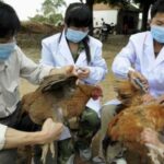 Lao Cai, Lang Son work to prevent cross-border avian flu hinh anh 1