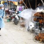 Southern provinces plan bird flu prevention hinh anh 1