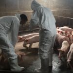 Localities take measures to prevent African swine fever hinh anh 1