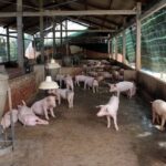 Bac Kan province declares end of ASF outbreak hinh anh 1