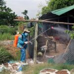 Bird flu detected in Phu Yen province hinh anh 1