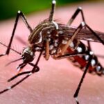 HCM City expands Zika virus monitoring network hinh anh 1