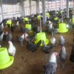 No new cases of H5N1 bird flu in humans reported since 2014 hinh anh 1