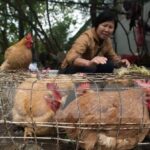 Ministry warns of risk of avian influenza A intrusion in Vietnam hinh anh 1