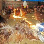 Vietnam to produce own avian influenza vaccine from 2018 hinh anh 1