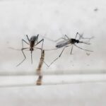 Patient in Phu Yen tests positive for Zika hinh anh 1