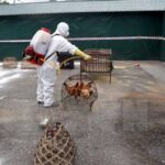 Vietnam takes preventive measures against bird flu hinh anh 1