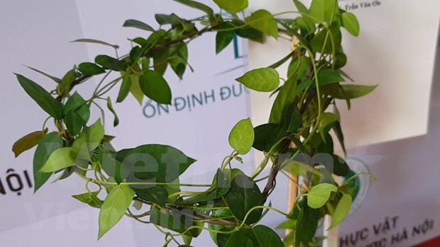 Herbal plant proves effective against diabetes hinh anh 3
