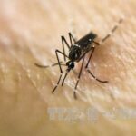 Ministry of Health maintains high vigilance for Zika virus hinh anh 1