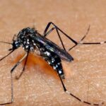 Taiwanese man contracts Zika virus after returning from Vietnam hinh anh 1