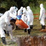 FAO: Vietnam should raise high alert on African Swine Fever hinh anh 1