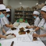 Traditional medicines used to assist COVID-19 treatment hinh anh 1