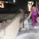 Two hotbeds of African swine fever virus found in Ha Nam hinh anh 1