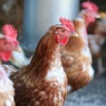 Hanoi sets tight control to prevent A/H7N9 outbreaks hinh anh 1