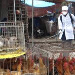 Quang Ninh strengthens border inspection given China’s H7N9 outbreak hinh anh 1