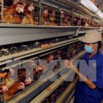 Health official alerts potential human bird flu infections hinh anh 1