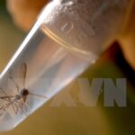 HCM City implements measures to control Zika virus hinh anh 1