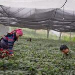 Vietnam boasts potential for developing herbal medicine industry hinh anh 1