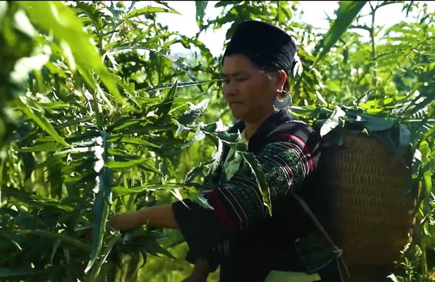 Vietnam boasts potential for developing herbal medicine industry hinh anh 3